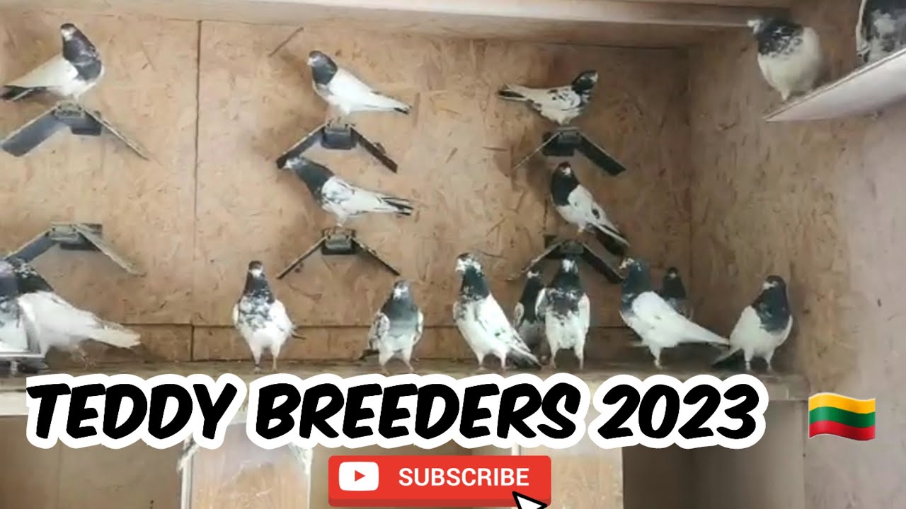 Bullet/Cobra Teddy Pakistani Pigeons getting ready for Breeding in Lithuania 🇱🇹 🙌 😍