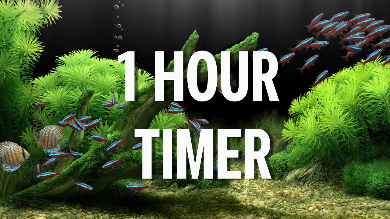 1 Hour Timer Green Aquarium