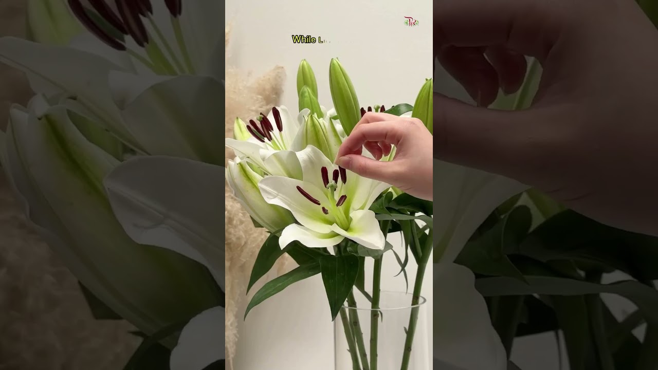 Now your lilies can last longer