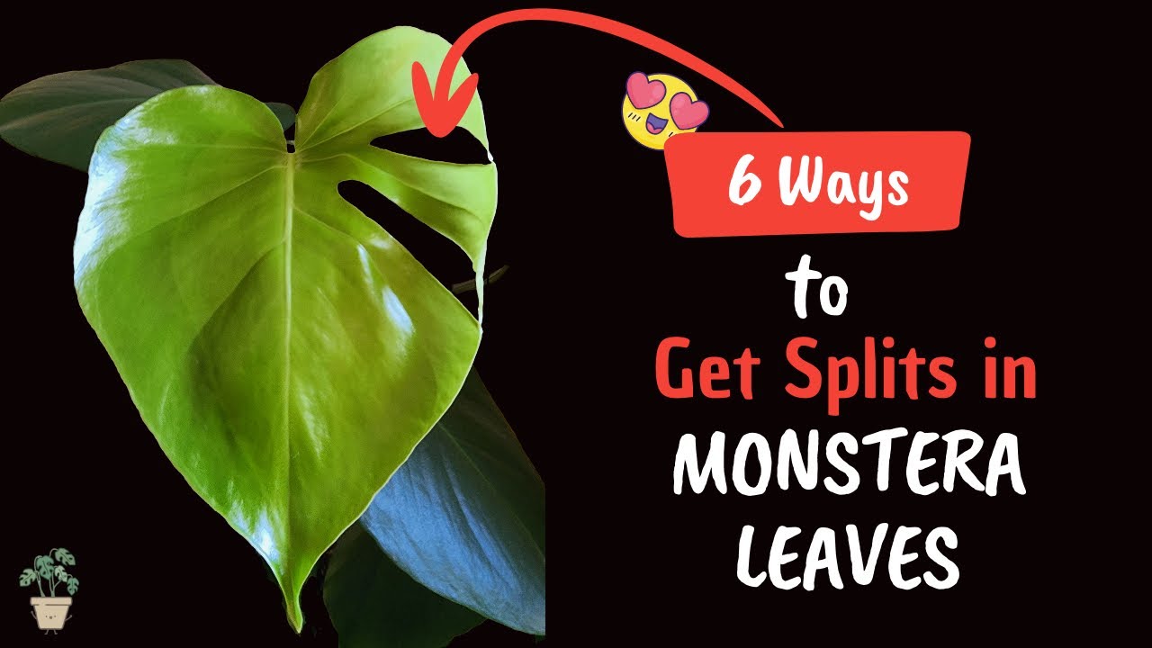Monstera Magic: First Fenestrations in 4 Months!
