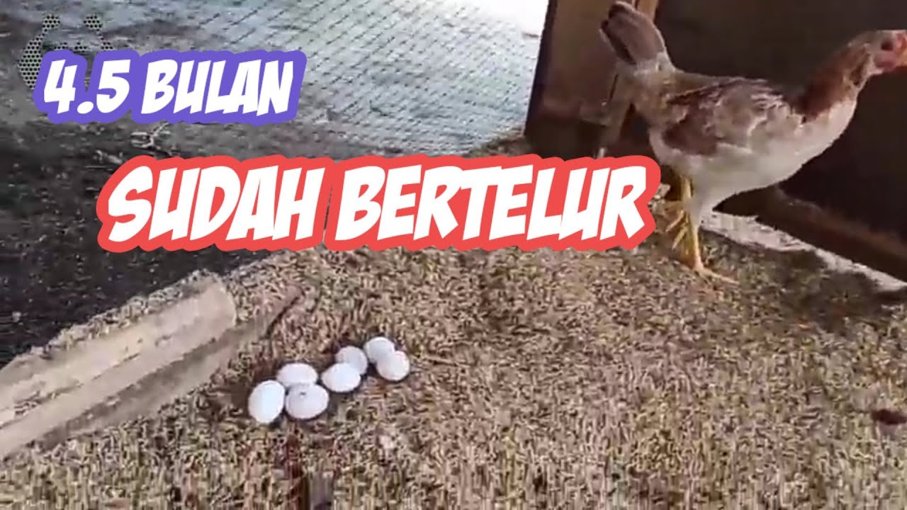 INI AYAM KAMPUNG SUPER