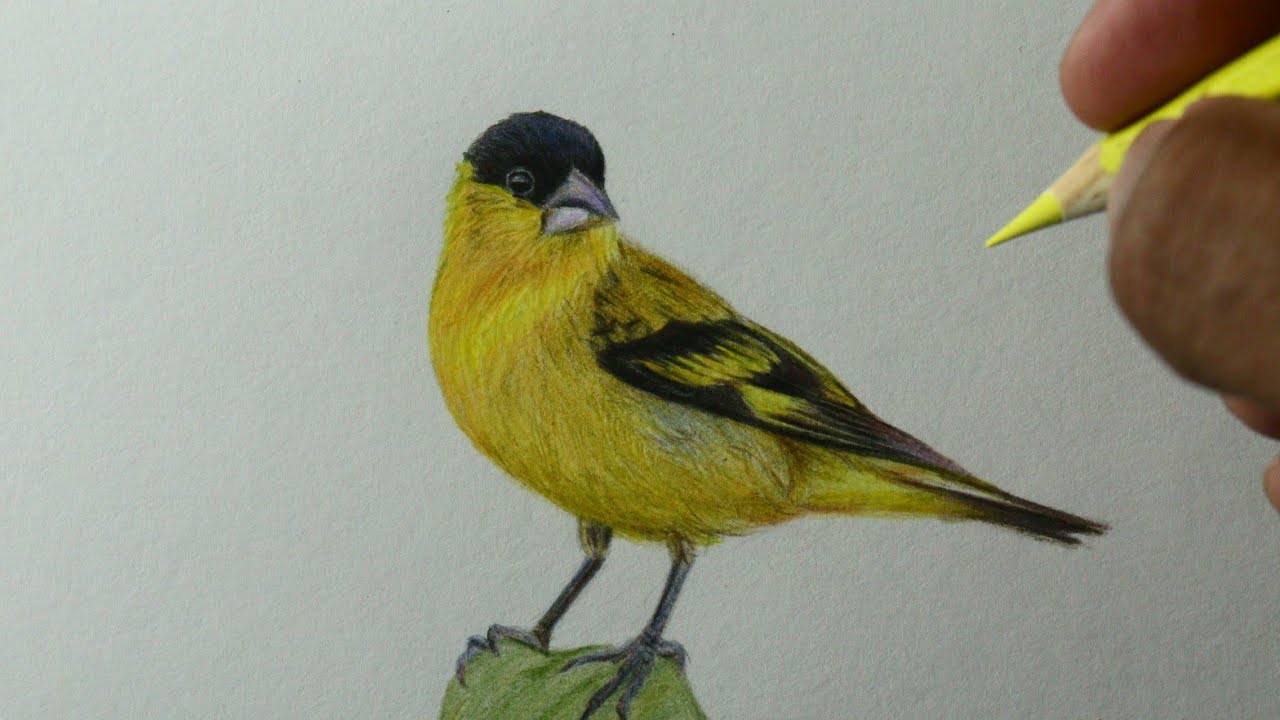 Como desenhar um pássaro: Pintassilgo do nordeste PASSO A PASSO narrado