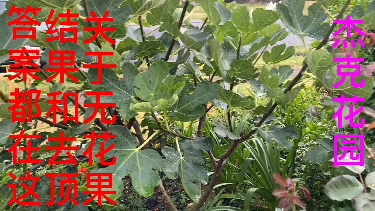 20221127 为什么无花果不结果？什么时候给无花果去顶？结果和去顶有什么关系？答案就在这里