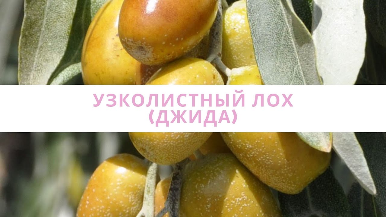 УЗКОЛИСТНЫЙ ЛОХ (ДЖИДА)