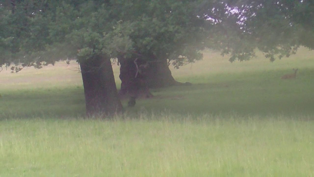 Laika  RIP chasing deer 2012 this was before FENTON and also in Richmond Park!
