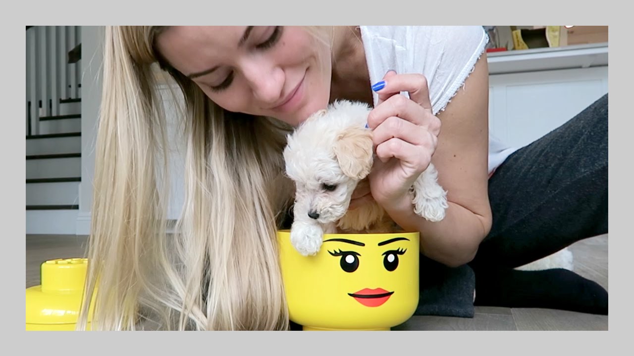 Putting doggy in things | iJustine