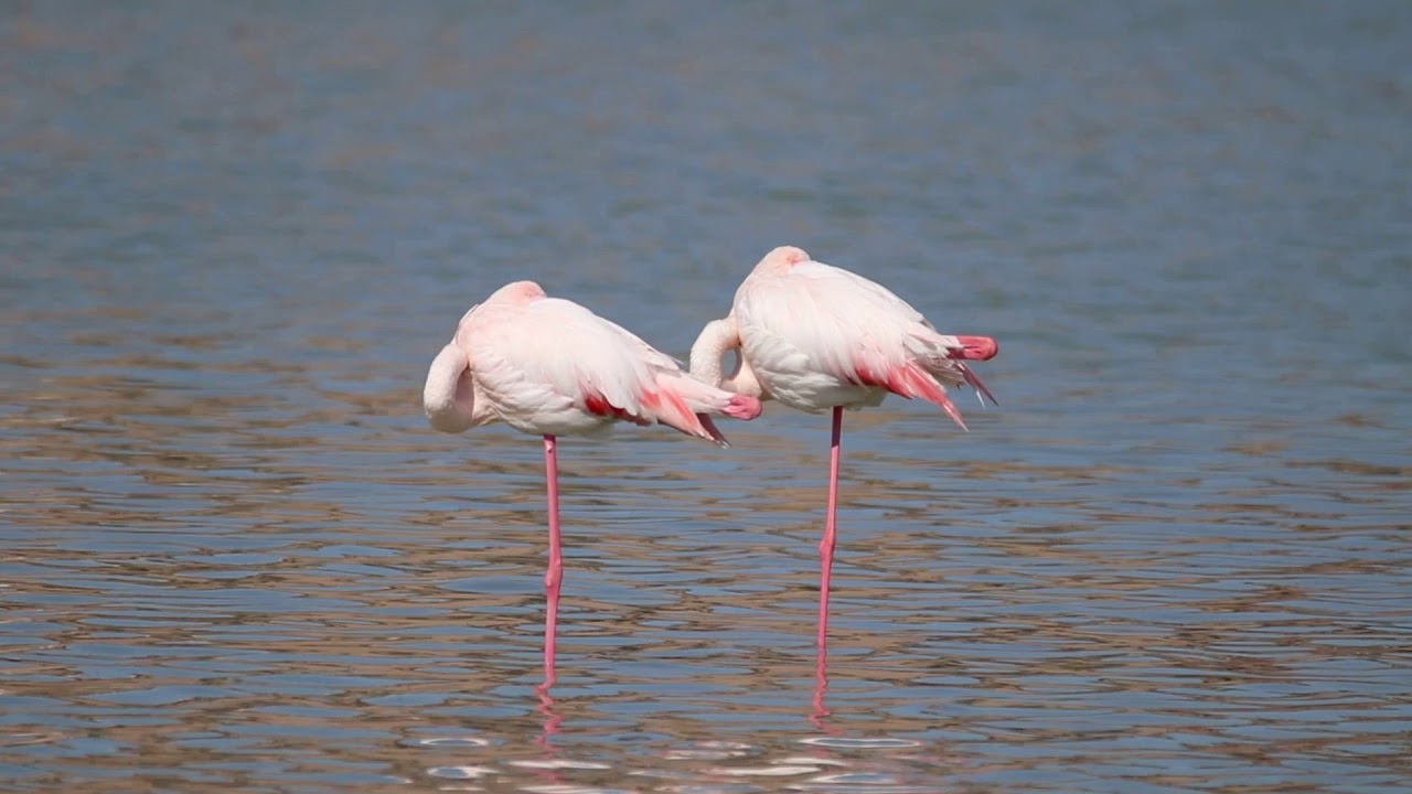 FENICOTTERI ROSA! Parco Regionale Molentargius-Cagliari