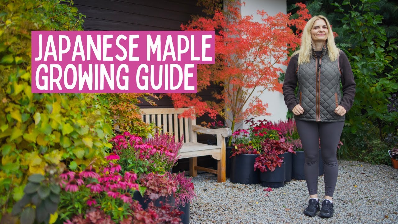 Как выращивать японские клёны, верески в горшках и потрясающие осенние композиции 🍂🌿🍁