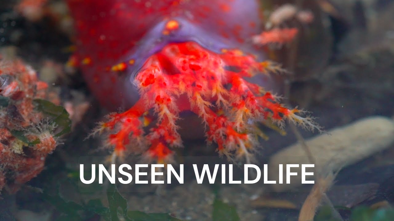 Best Intertidal Animals in Changi Singapore
