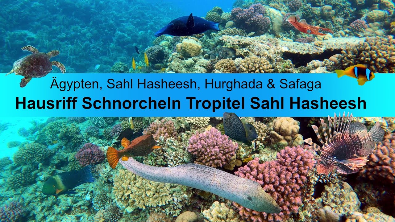 Schnorcheln in Ägypten | Hausriff Tropitel Sahl Hasheesh | Hurgada | Safaga