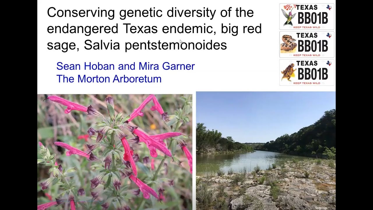 Wildlife Diversity Webinar | Conserving Genetic Diversity of the Big Red Sage