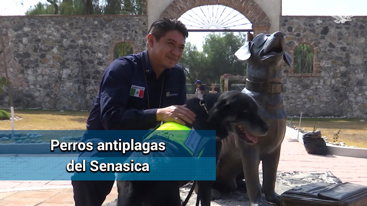 Perros inspectores, con segunda vida