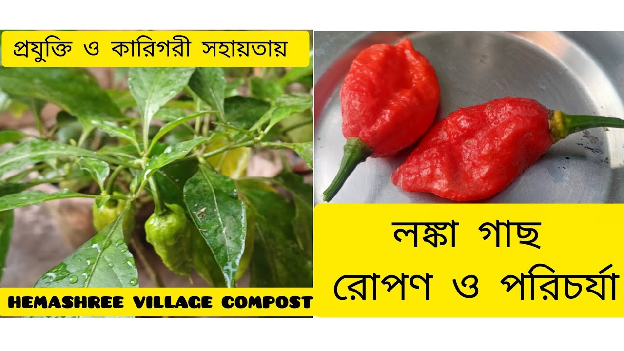 লঙ্কা গাছ রোপন পরবর্তী পরিচর্যা 