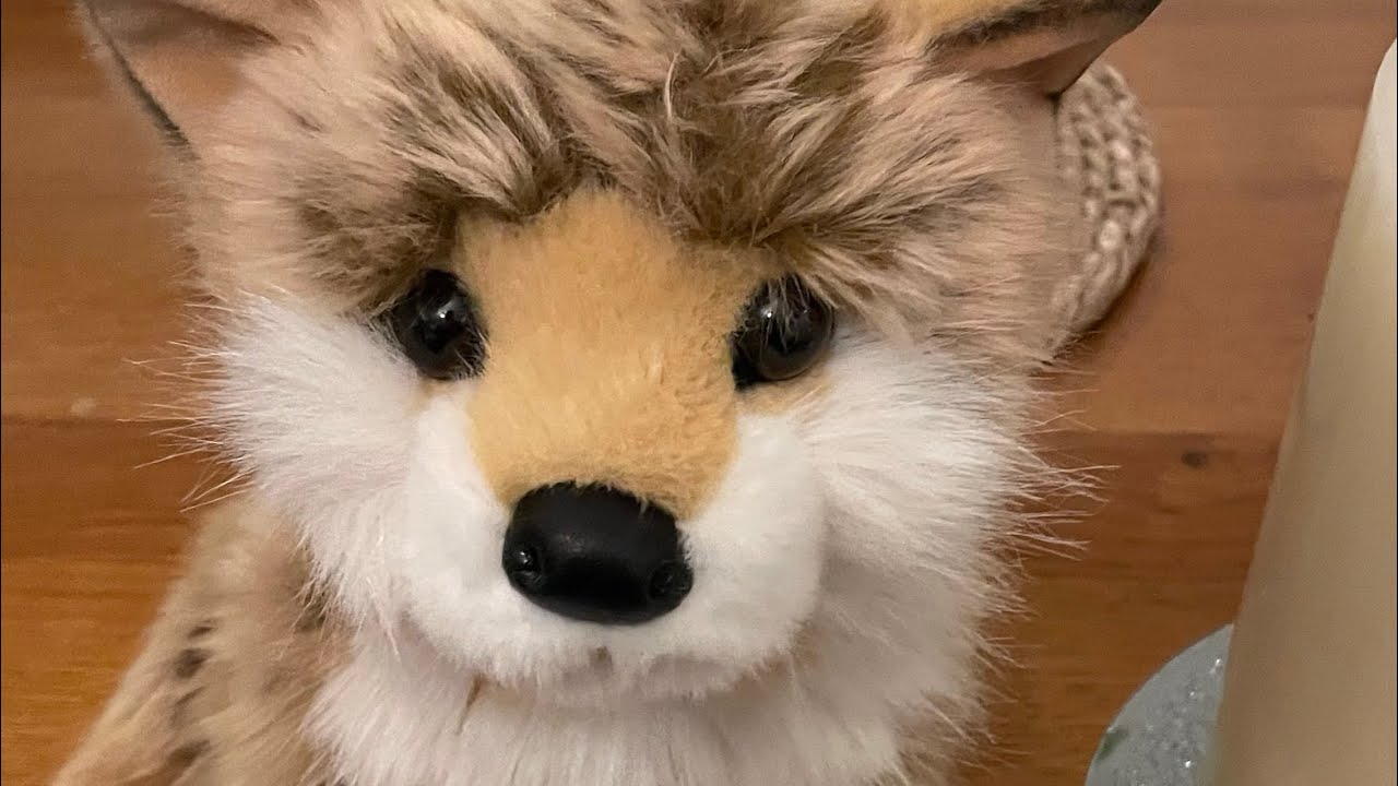 Unboxing dove pomsky : review and more meet dove ⏤͟͟͞͞𖤐