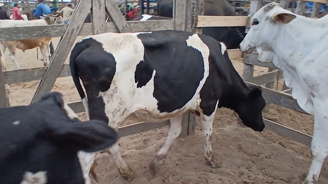 MUITAS BEZERRAS BOA NA FEIRA DE CAPOEIRAS PERNAMBUCO 23 janeiro de 2026