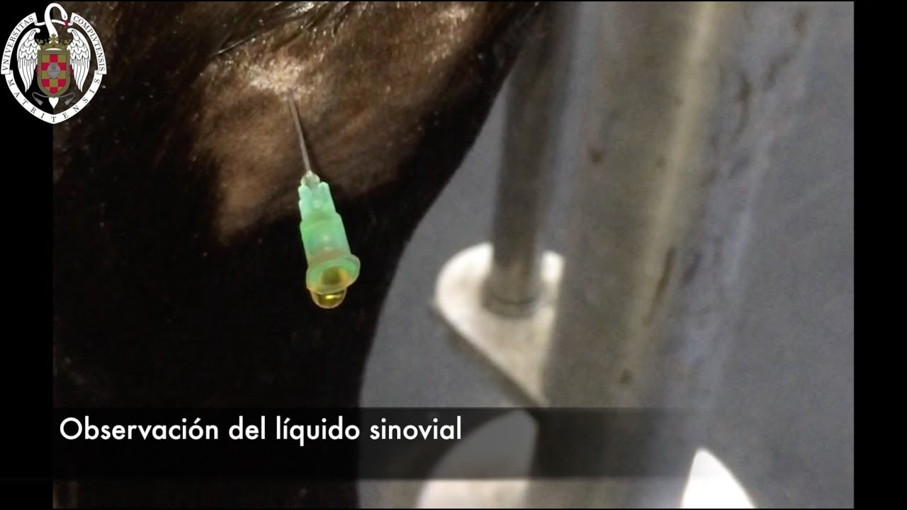 Artrocentesis en el caballo