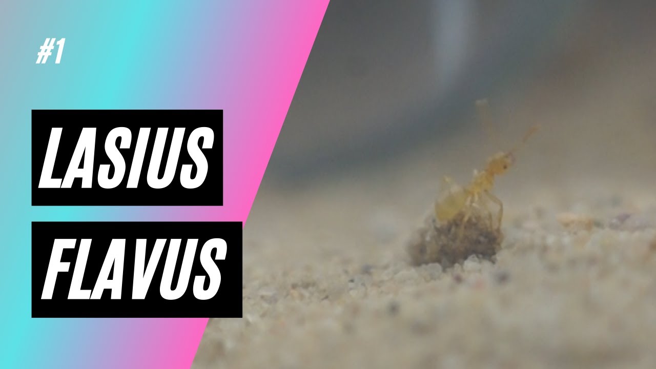 Lasius Flavus: Die Winterruhe ist vorbei! | NOKU