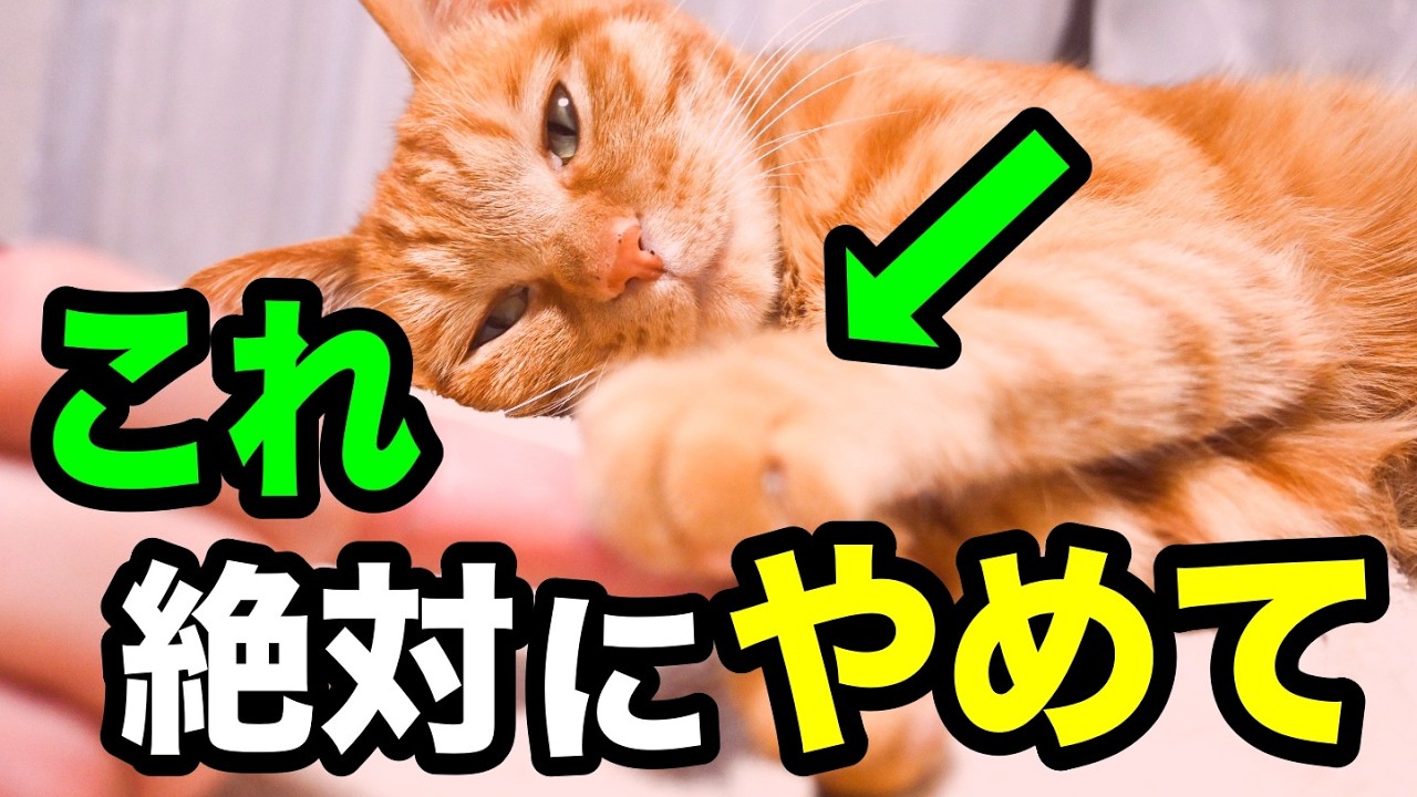 猫に絶対してはいけないNG行動10選を獣医師が解説します