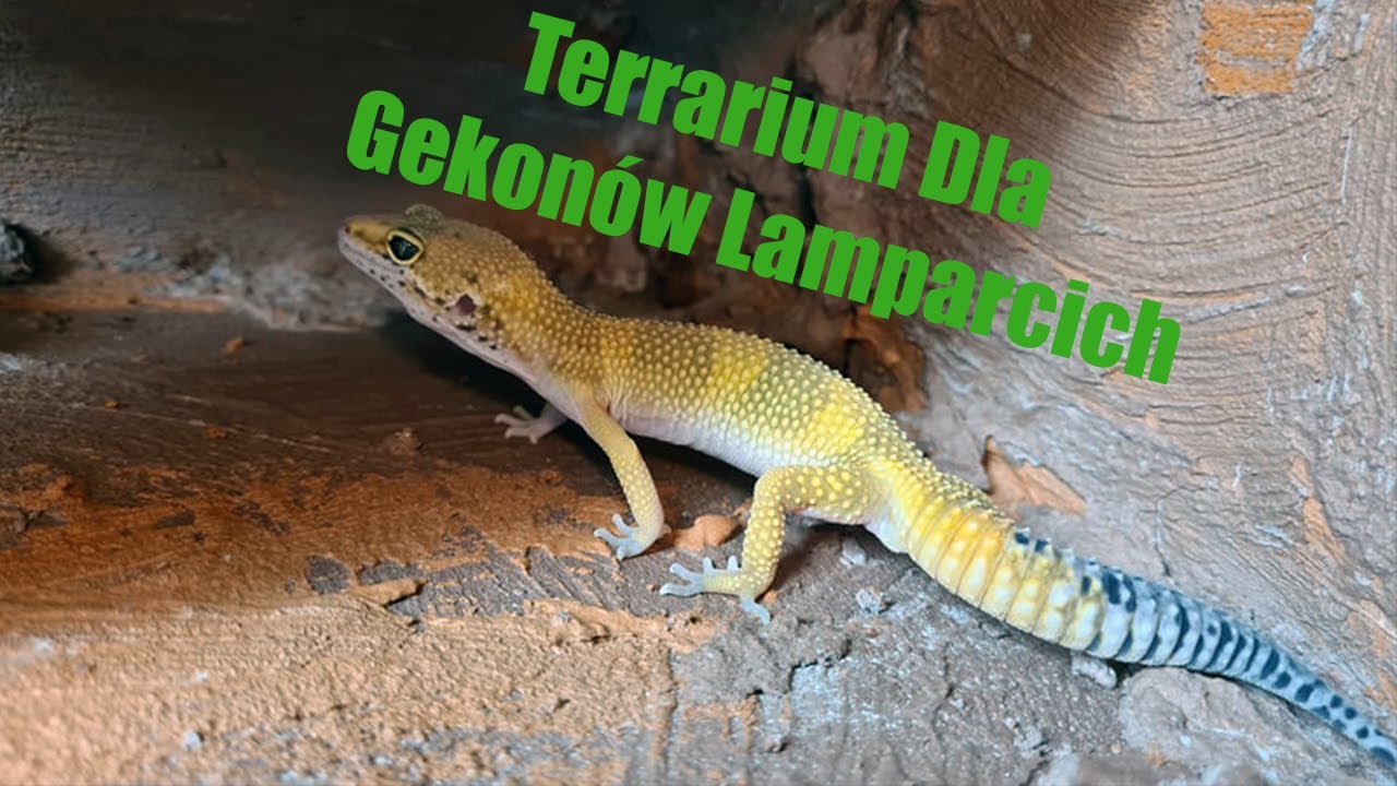 Terrarium Dla Gekonów Lamparcich