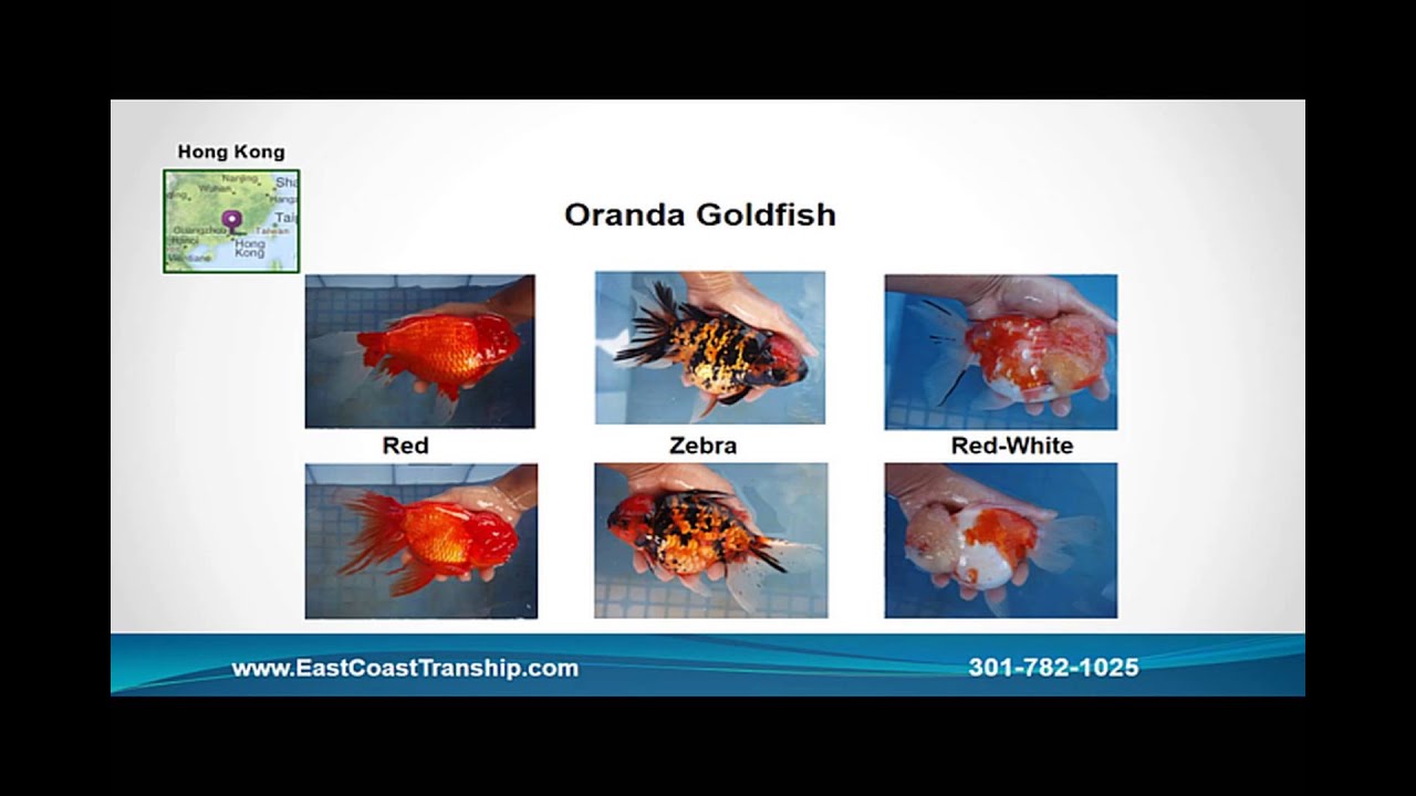Tropical Fish Wholesale Supplier - Tropical Fish For Pet Store Owners (www.EastCoastTranship.com)