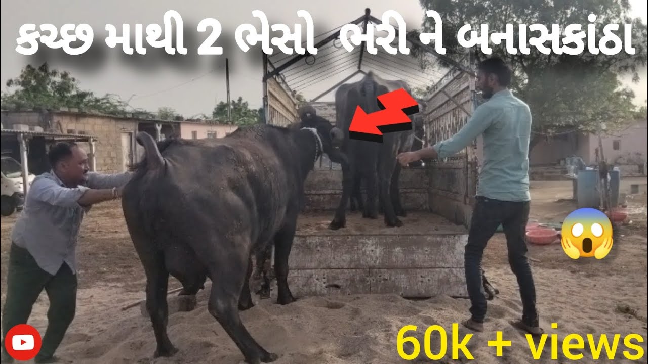 કચ્છ ઊનોઠ થી મગરવાડા બનાસકાંઠા મા  2  ભેસો 🤯 બની ની ભેસો ગઈ|| ગાડી માટે કોન્ટેક્ટ :  કોમેન્ટ કરો 