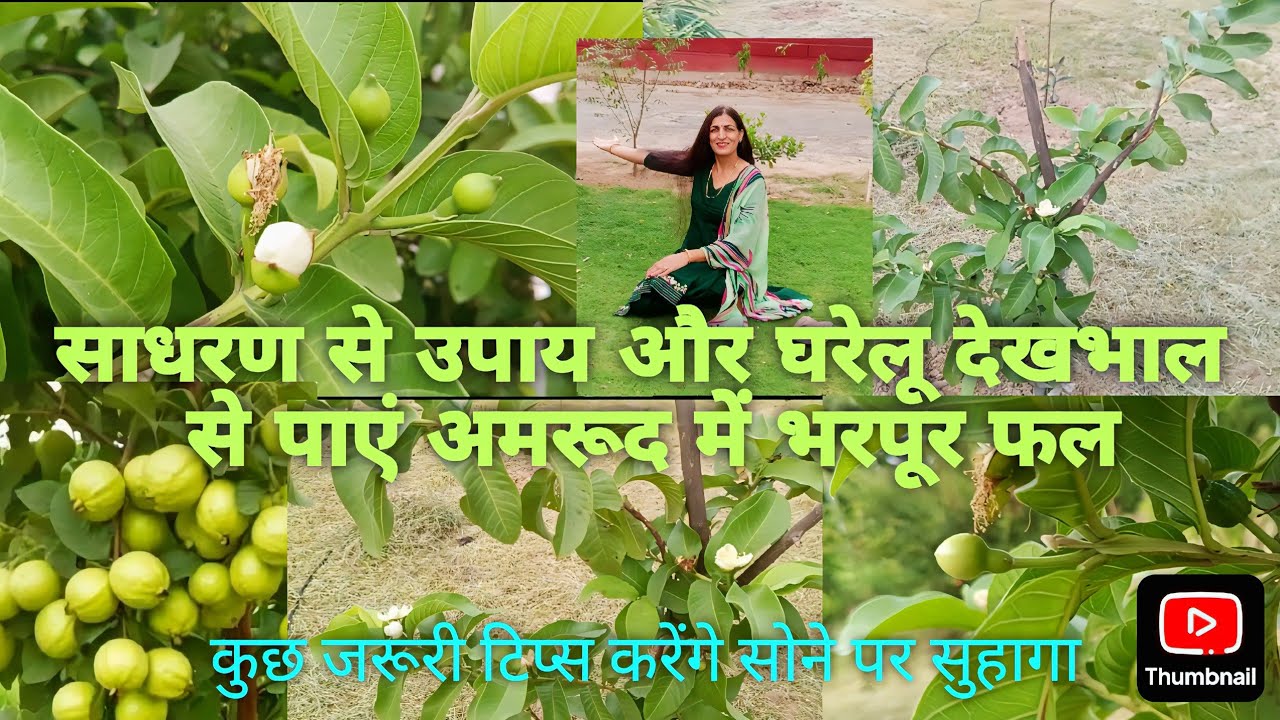 अमरूद के पौधे में लगेंगे पत्तों से ज्यादा फल💚💯/guava plant care tips /bumper fruiting 💚💯