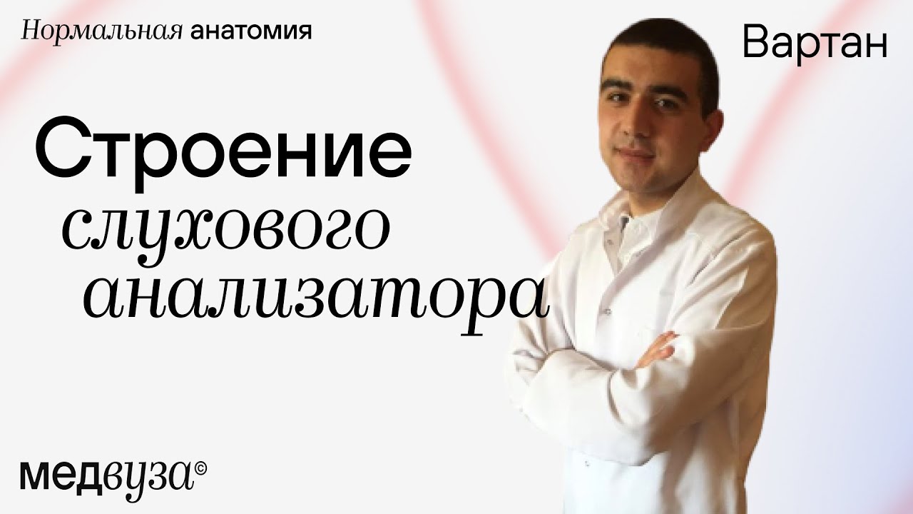 Строение слухового анализатора | Нормальная анатомия человека