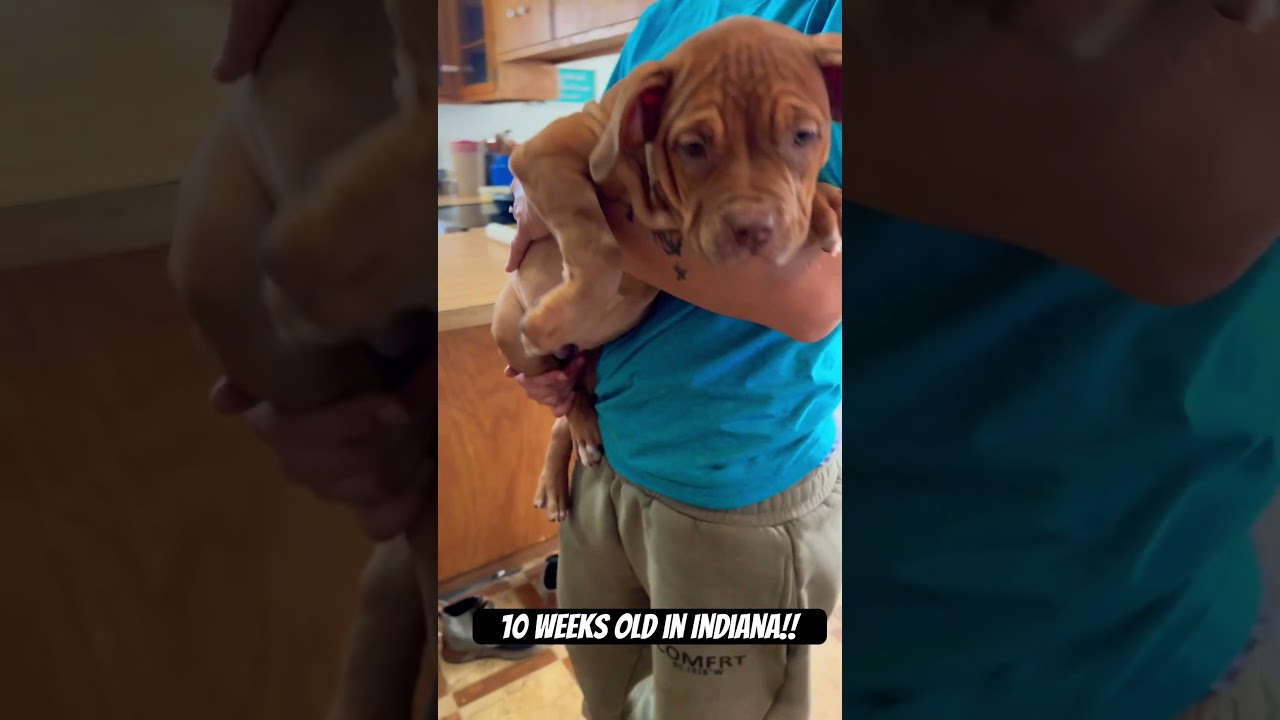 XL BULLY PUP FOR SALE /great deal #xlbully #americanbully #bullydog