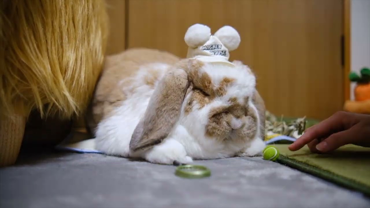 【ふかふか餃子のような手】落ち着きすぎてるフレンチロップ２０倍速無防備すぎて可愛い