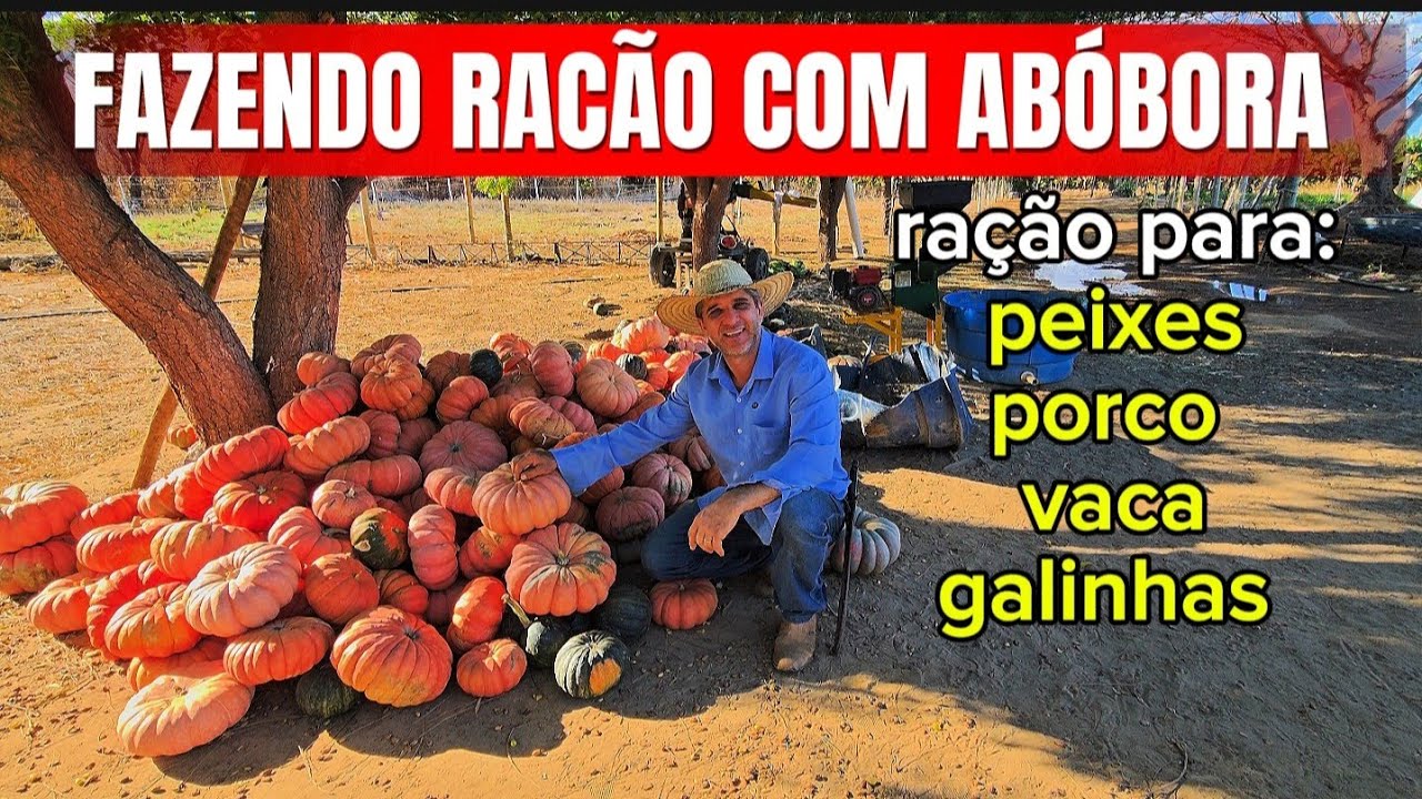 FARTURA DA ROÇA.NOSSA ROTINA NO SÍTIO CUIDANDO DOS ANIMAIS. 