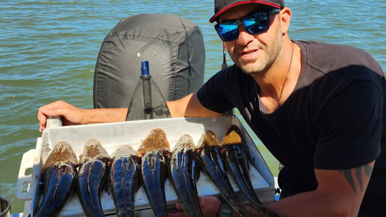 Hawkesbury River, Full Of Fishing Action (Jews, Kings, Flathead & Shovelnose) #fishing