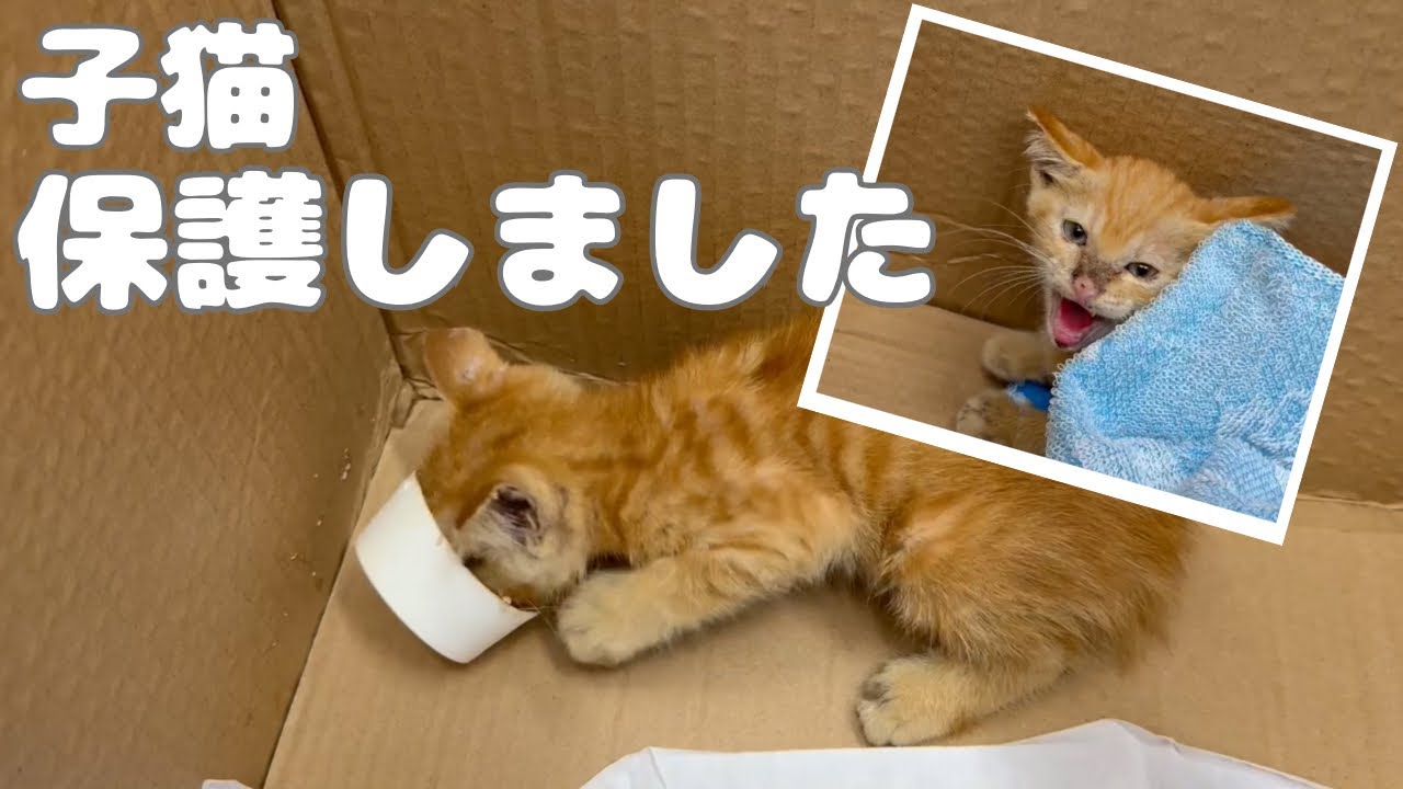 【保護】会社の草むらで子猫を保護しました