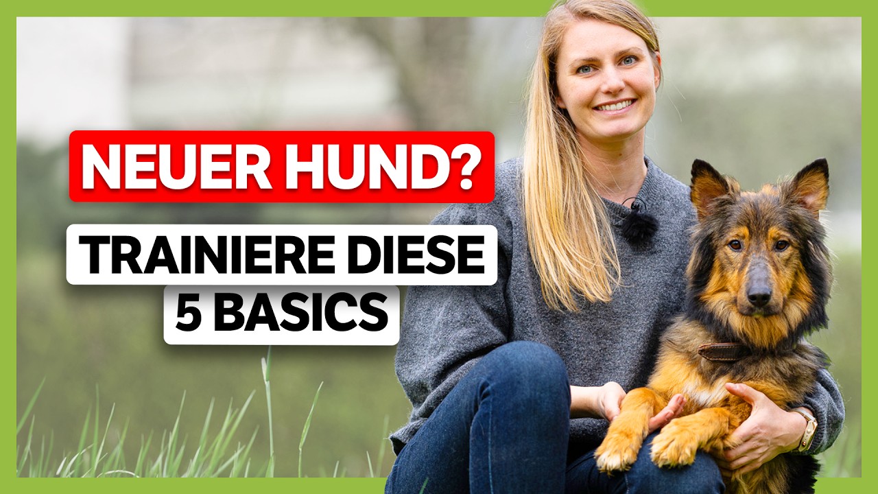 NEUER Hund? Diese 5 Basics muss er zuerst lernen!