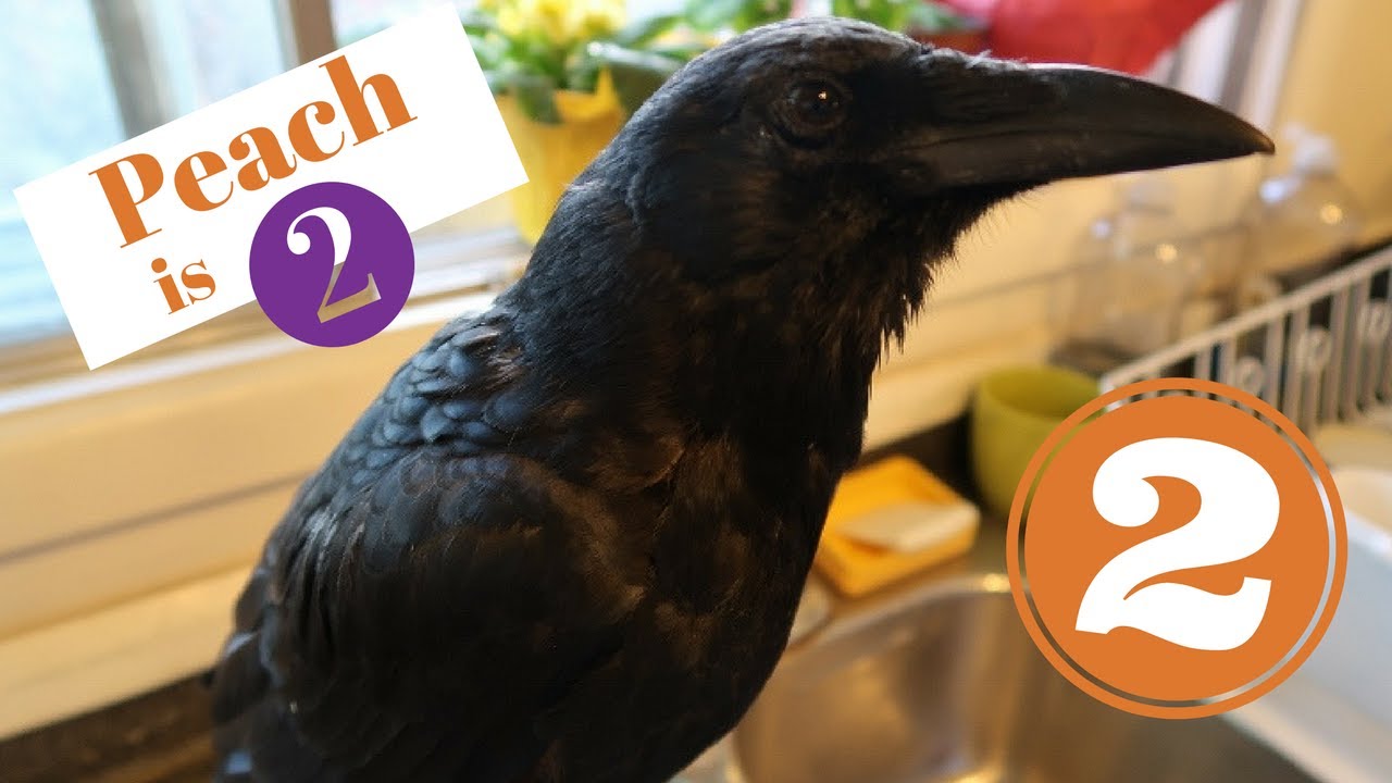 PET CROW 2 YEARS