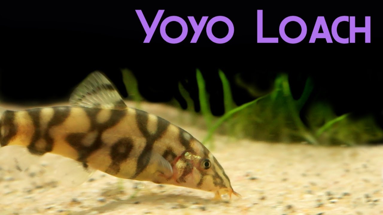 All About YoYo Loaches: Almora / Pakistani Loach
