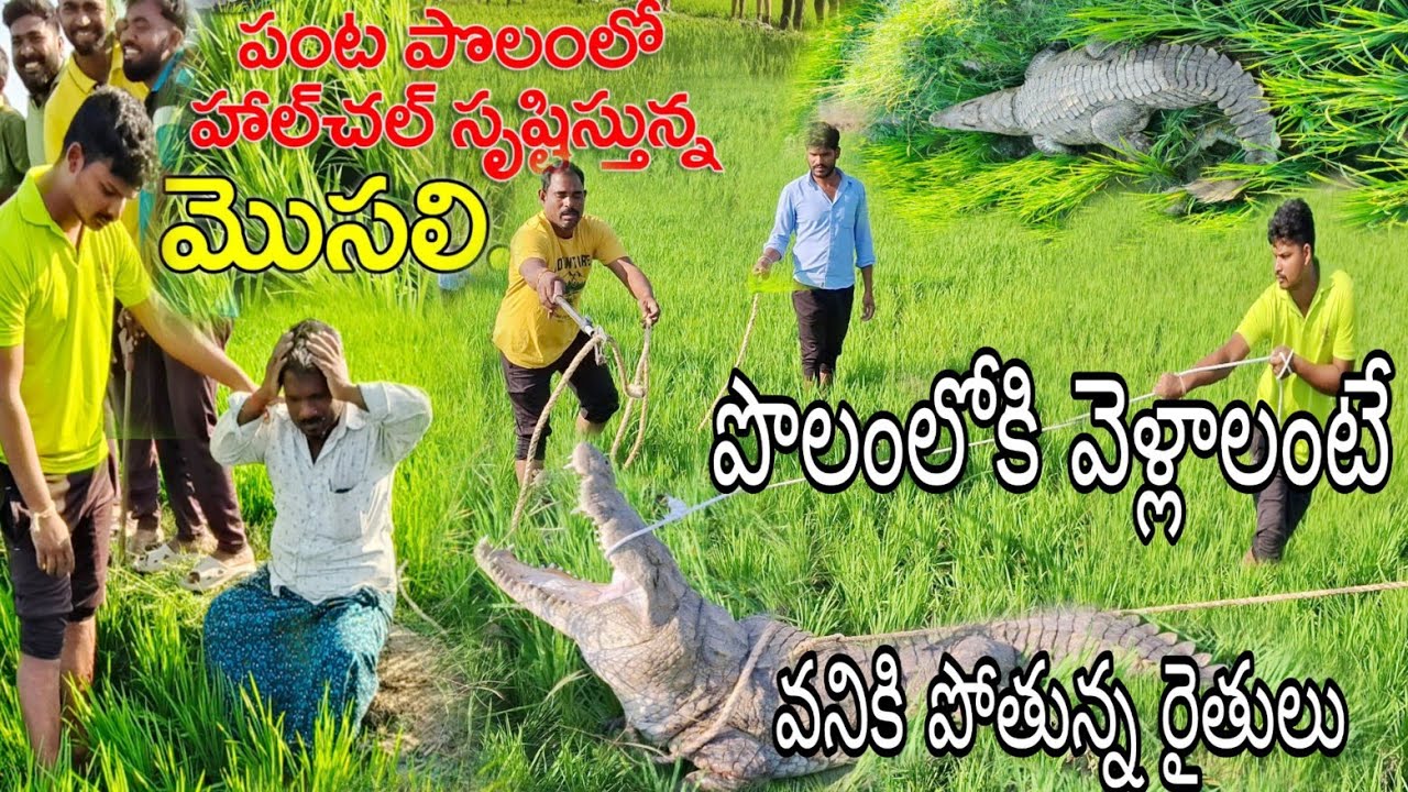 పంట పొలంలో #హల్ చల్ సృష్టిస్తున్న మొసలి పొలంలోకి వెళ్లాలంటే వనికి పోతున్న రైతులు9985545526