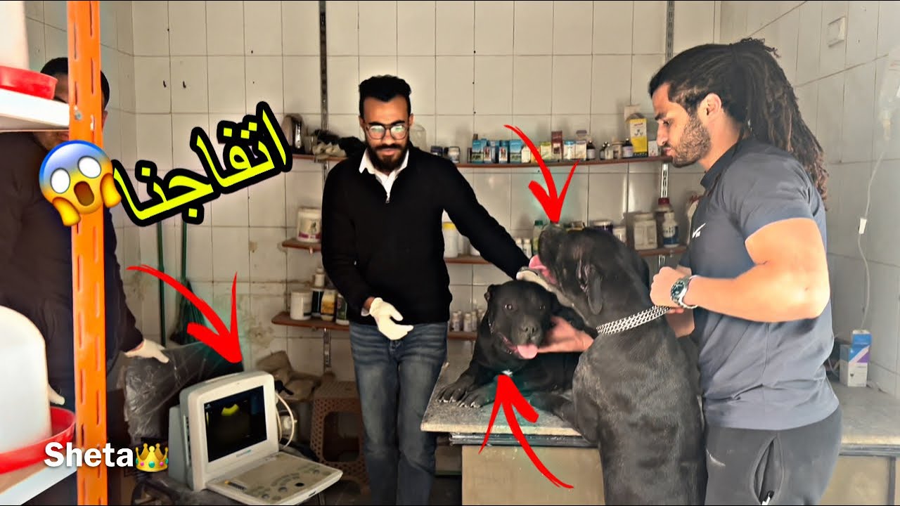 عملنا سونار (اختبار حمل) لكلابي الجديدة😱