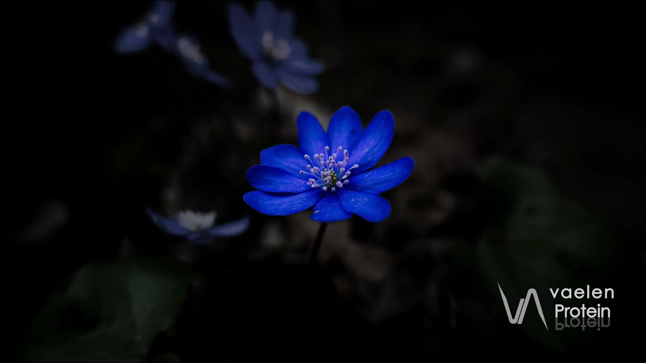 Vaelen  - Protein [Original Mix]