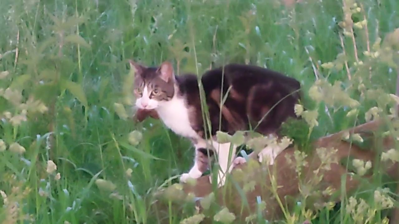 Kat vangt rat