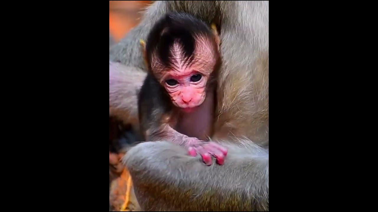 AW 2026, Adorable Mommy With Baby 