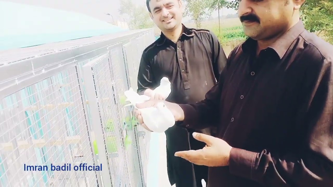 informative Breeding loft by ustad syed salman shah gillani || imran badil ||