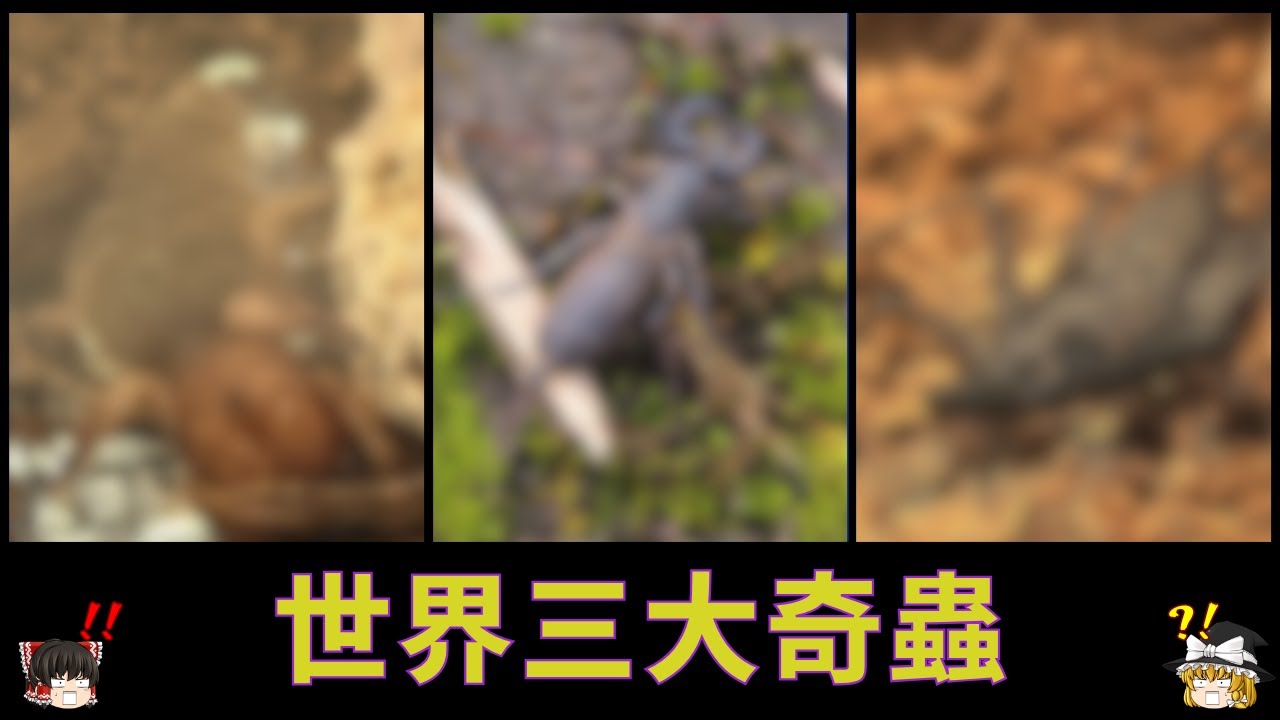 【ゆっくり解説】虫マニアに大人気？世界三大奇蟲！！