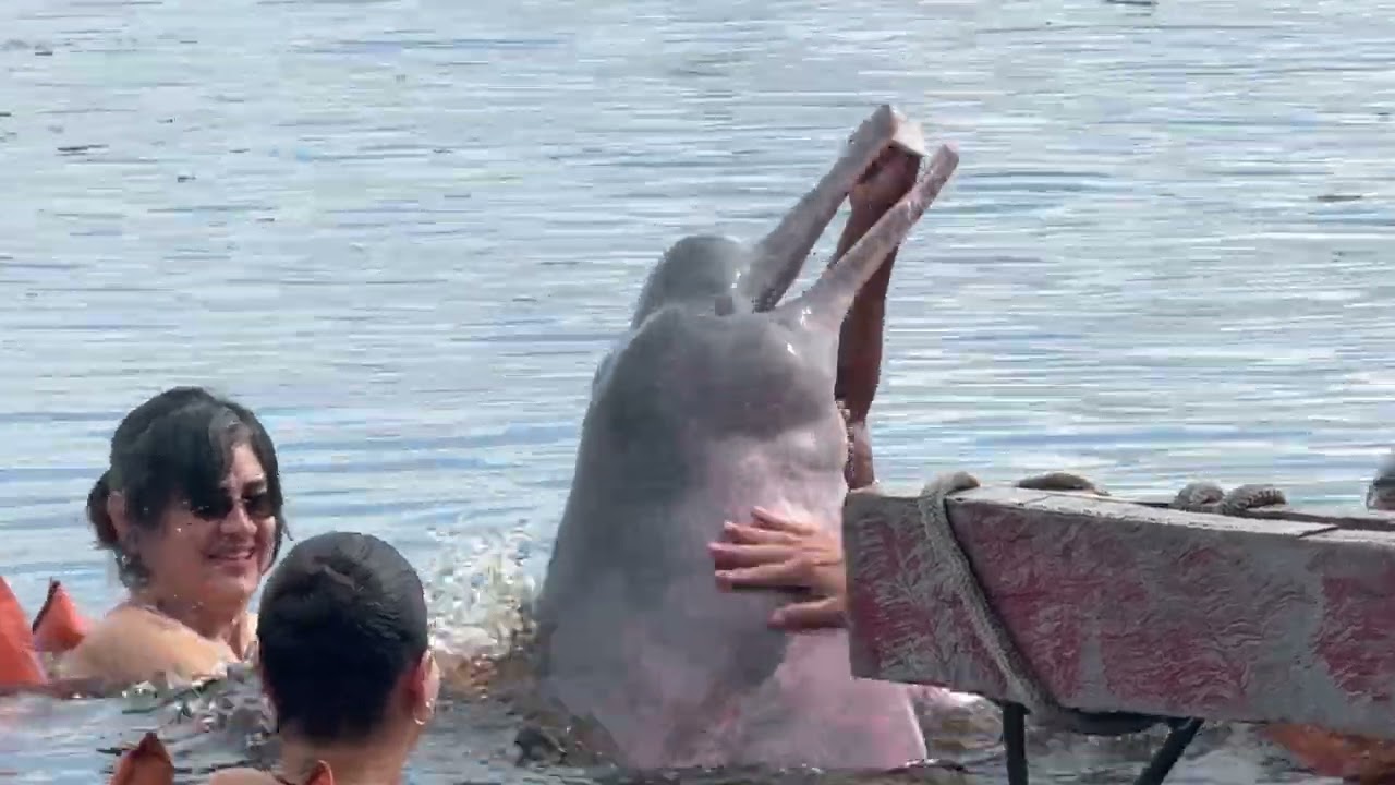 Pink dolphin in Amazon River/Rio Negro, Manaus, Brazil