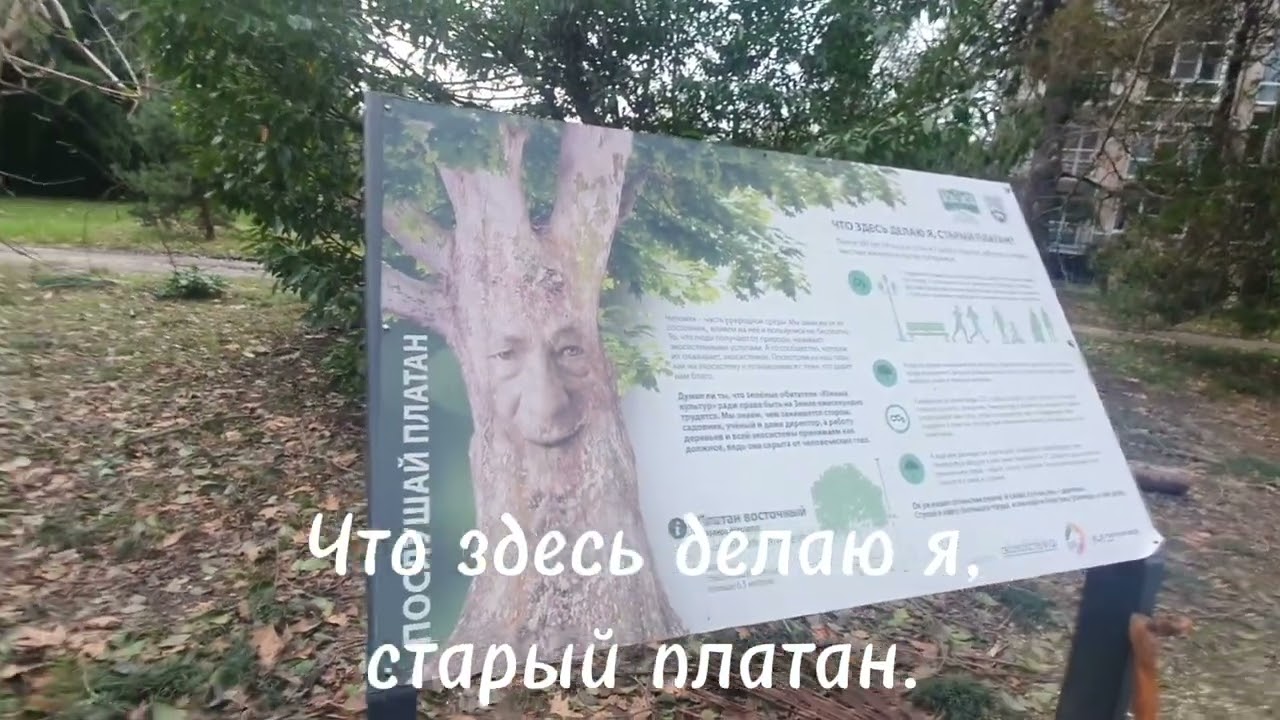 Что здесь делаю я, старый платан ❤️