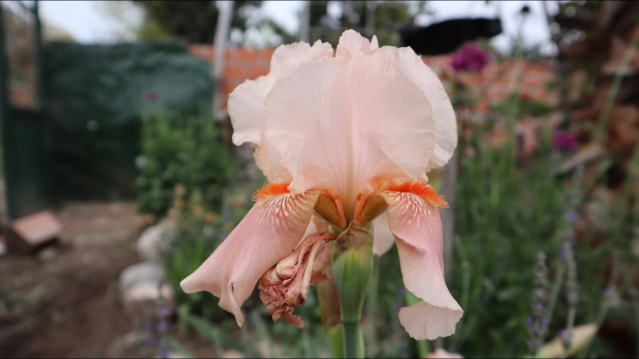 Hablemos del Iris germánica Cloudcap - iris rosado - lirio de barbados