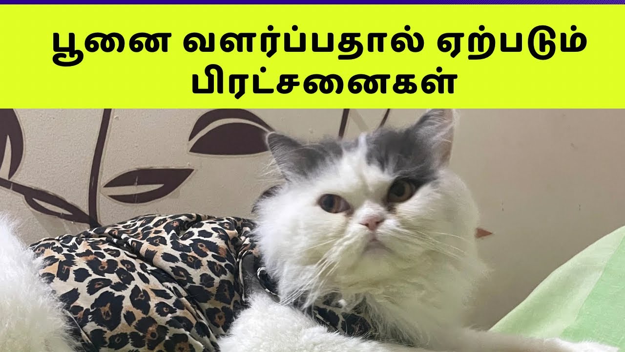 பூனை வளர்பதால் என்ன என்ன பிரட்சனைகள் வரும்