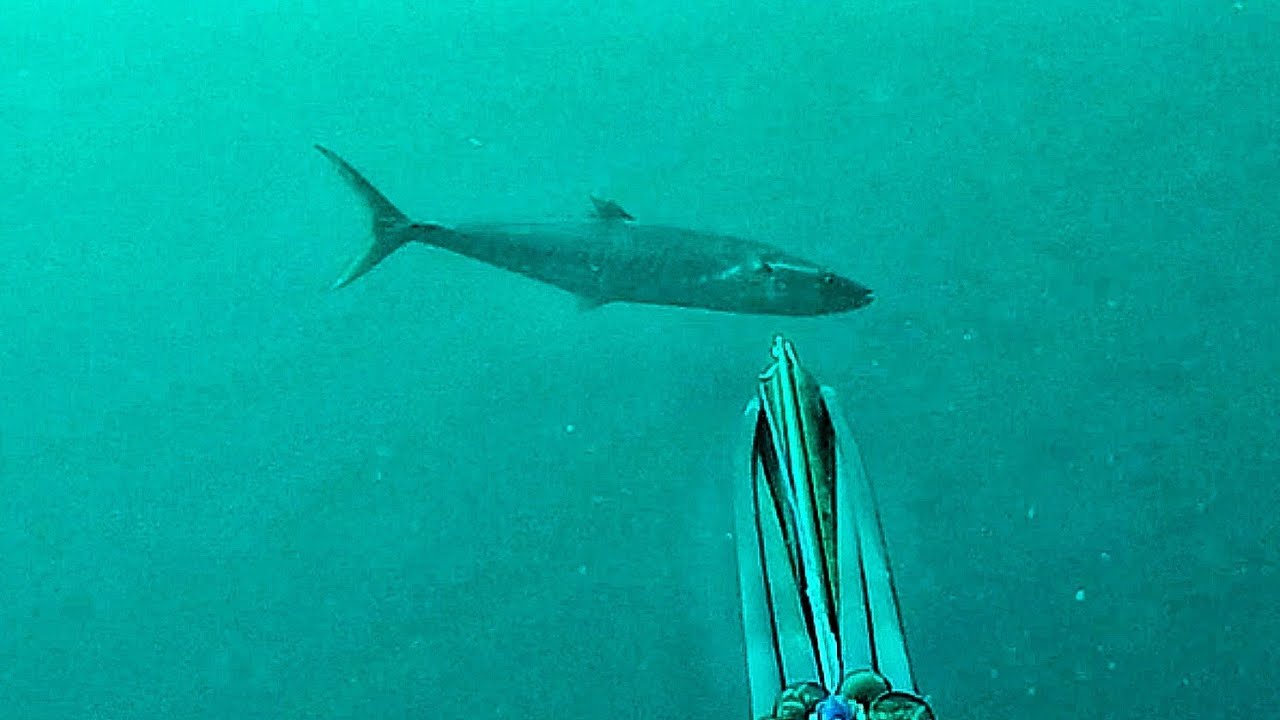 TENGGIRI 🔥😍 | PART21 #spearfishing  #spearfishingindonesia #spearfishinginternational #ternate.