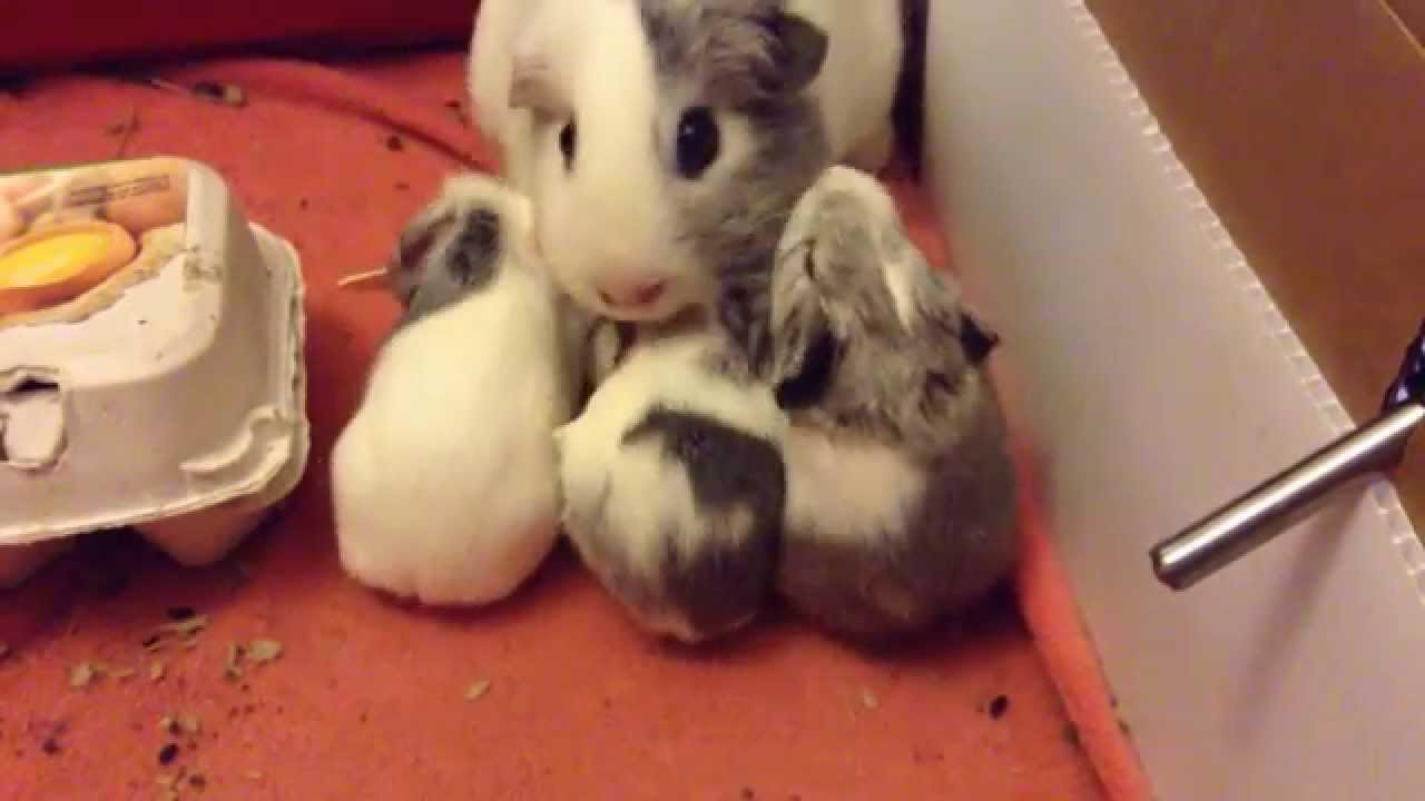 sleepy baby guinea pigs and mommy's wake up call