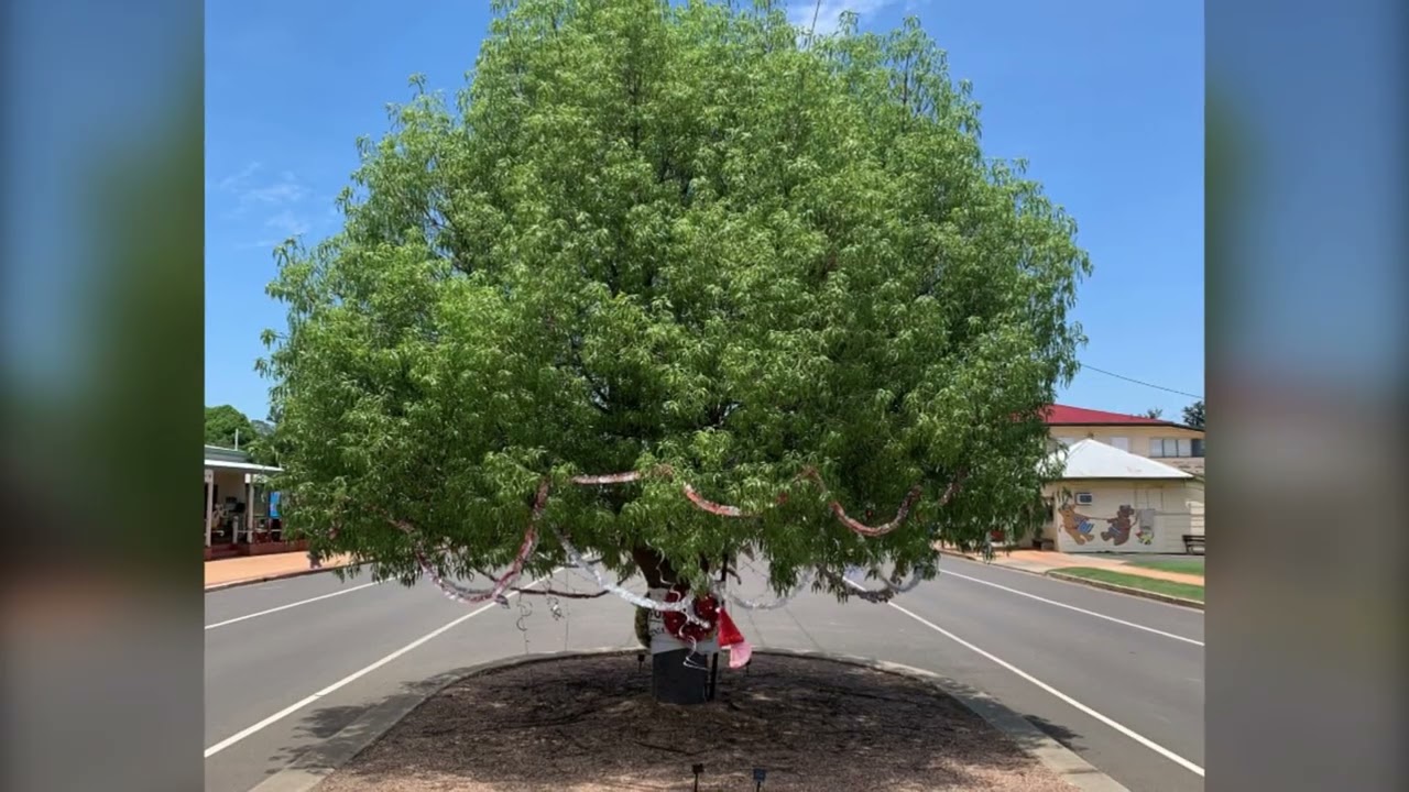 The Bottle Trees of Tambo Qld