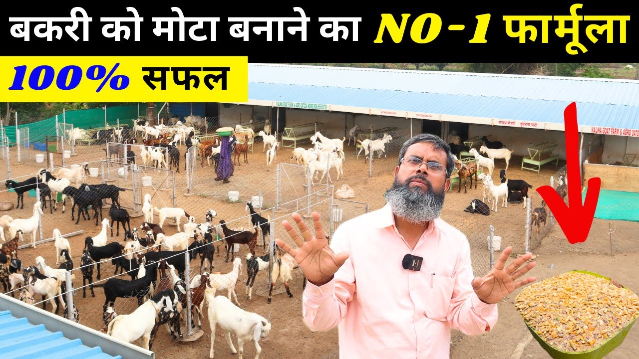 अब बनेंगे बकरे - बकरी तगड़े और मोटे ll Goat farming ll Goat farming business ll Goat